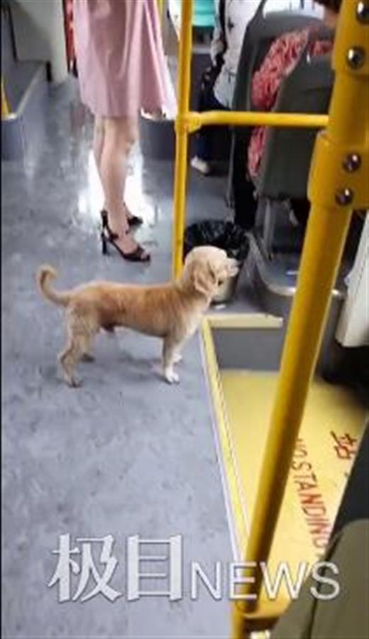 热点爆料小狗视频,萌态可掬引网友热议  第1张